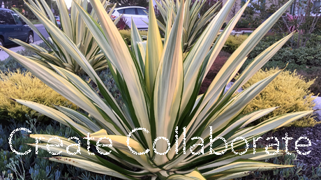 ProxThink Create and Collaborate Sessions